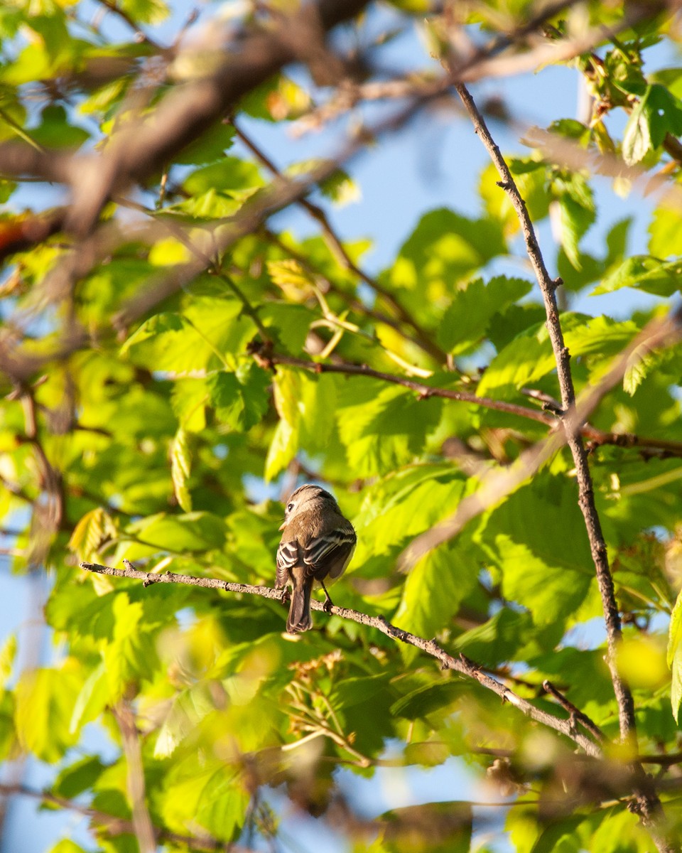 Least Flycatcher - Pamela Steiner