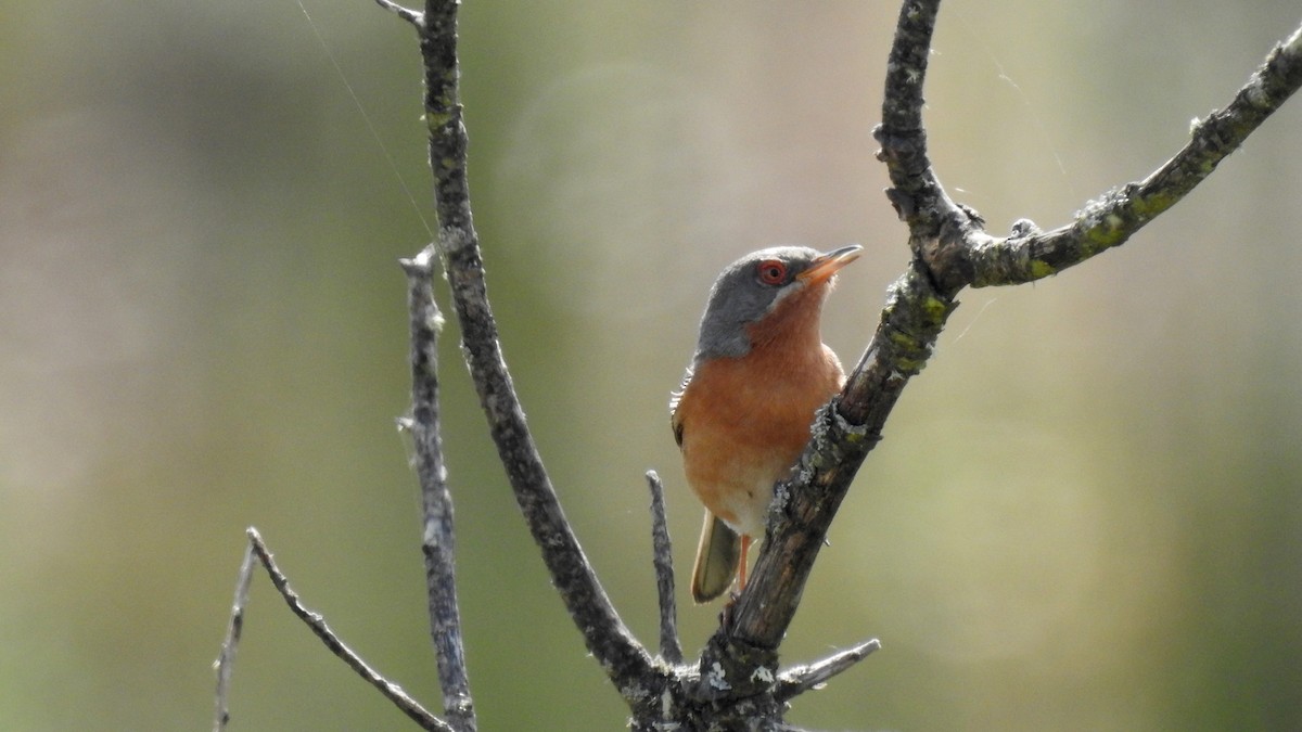 Western Subalpine Warbler - Ricardo Salgueiro