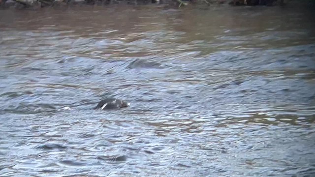 American Dipper - ML619024247