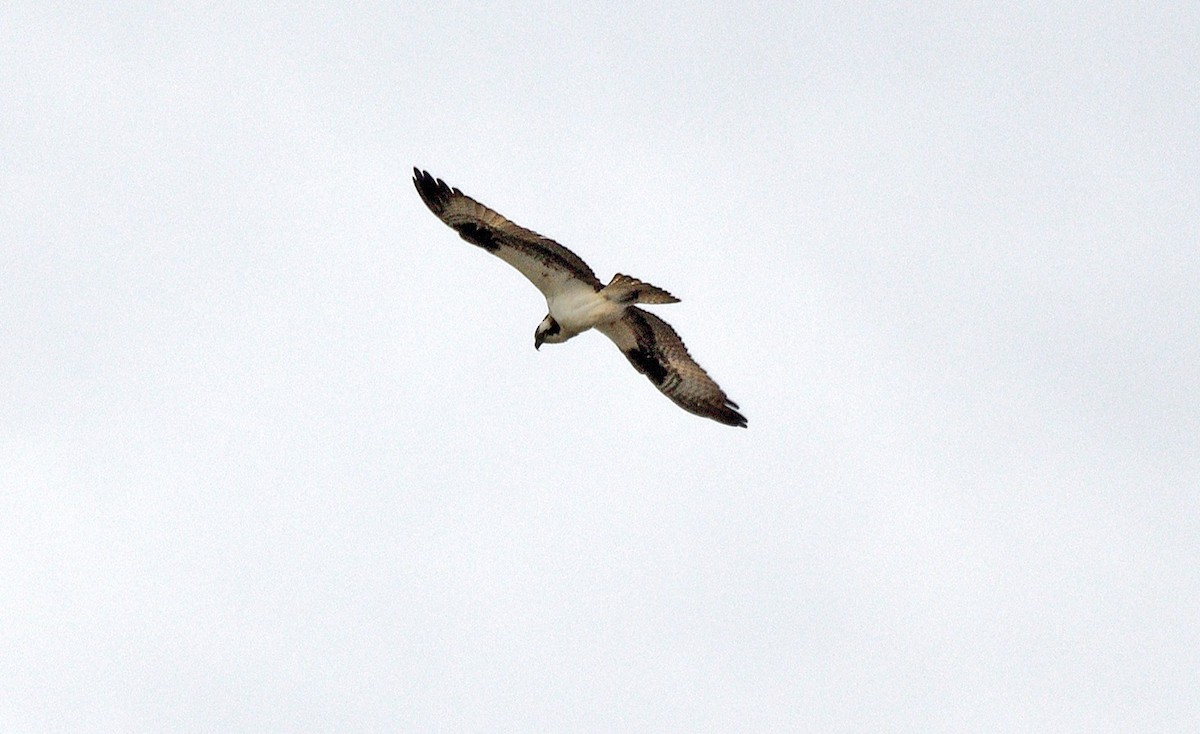 Osprey - Tom Long