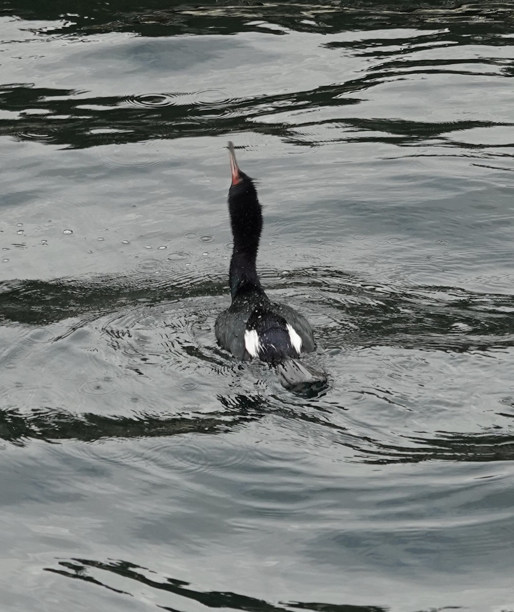 Pelagic Cormorant - deidre asbjorn