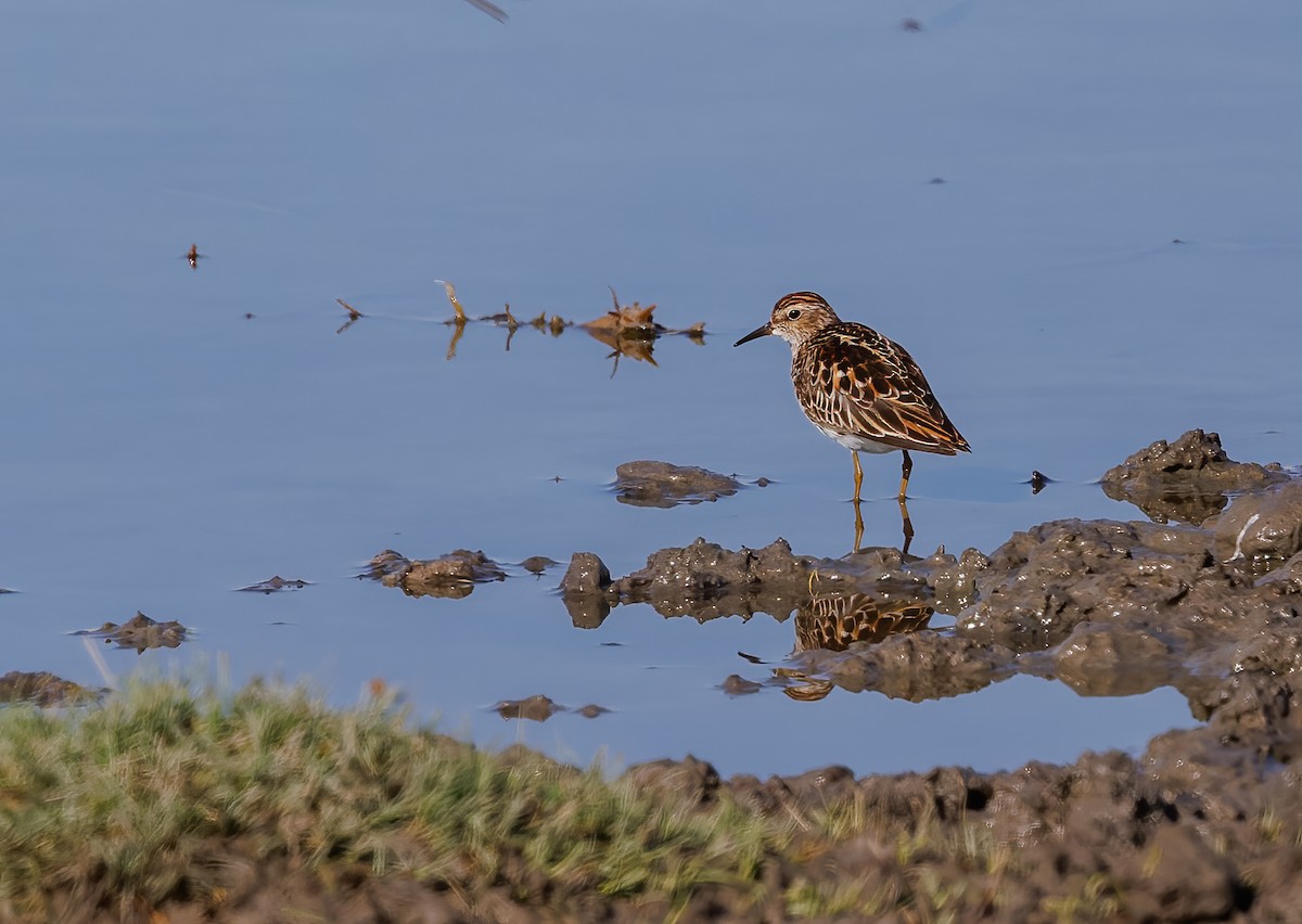 Long-toed Stint - Mike Edgecombe