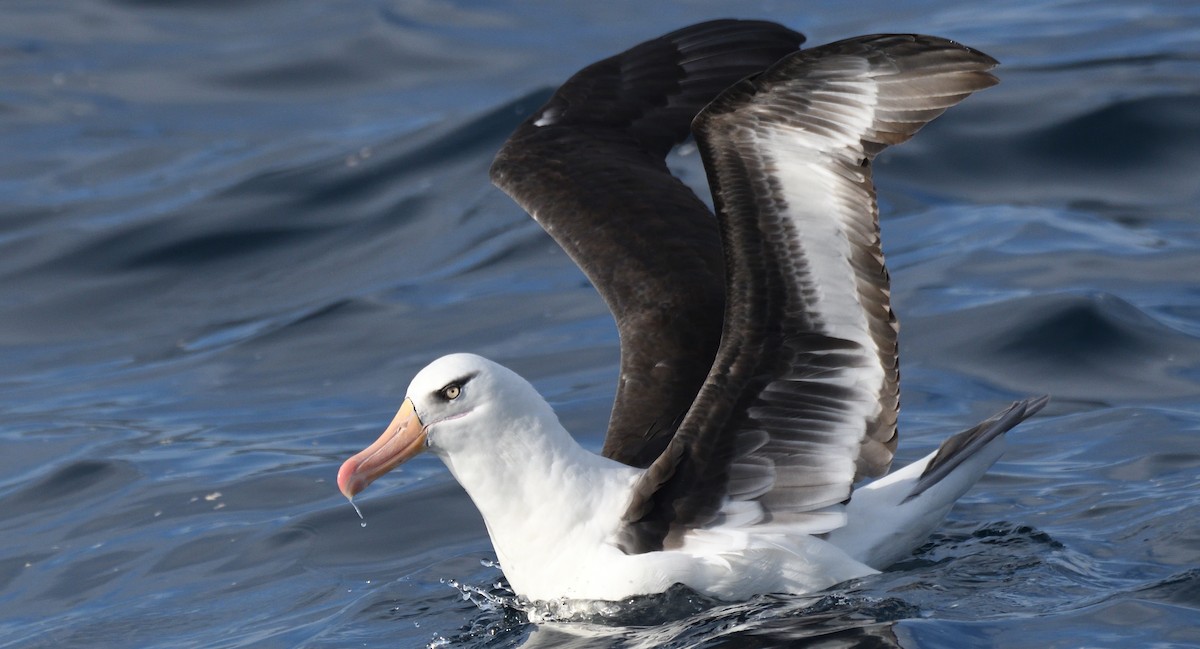Black-browed Albatross (Campbell) - Alf forbes