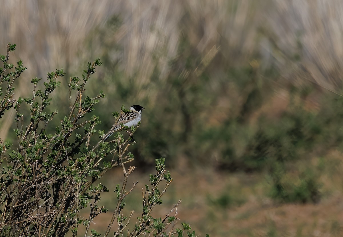 Pallas's Bunting - Mike Edgecombe