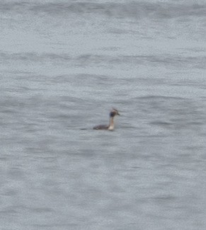 Horned Grebe - ML619024299