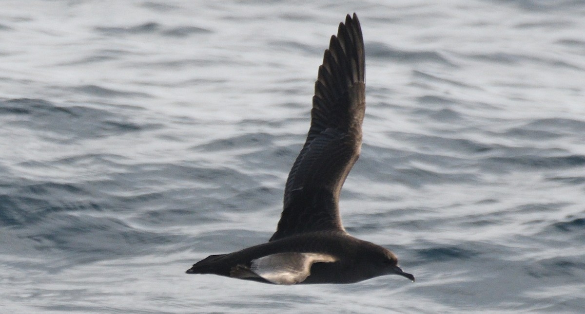 Wedge-tailed Shearwater - Alf forbes