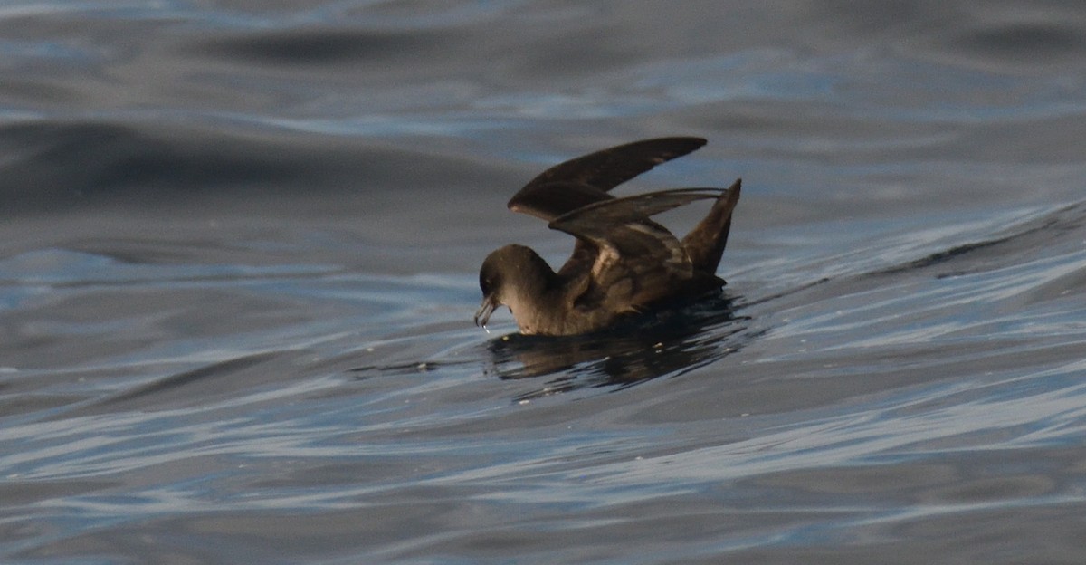 Short-tailed Shearwater - Alf forbes