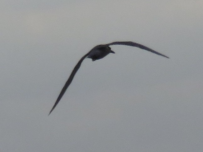 Gull-billed Tern - Rafa Leal