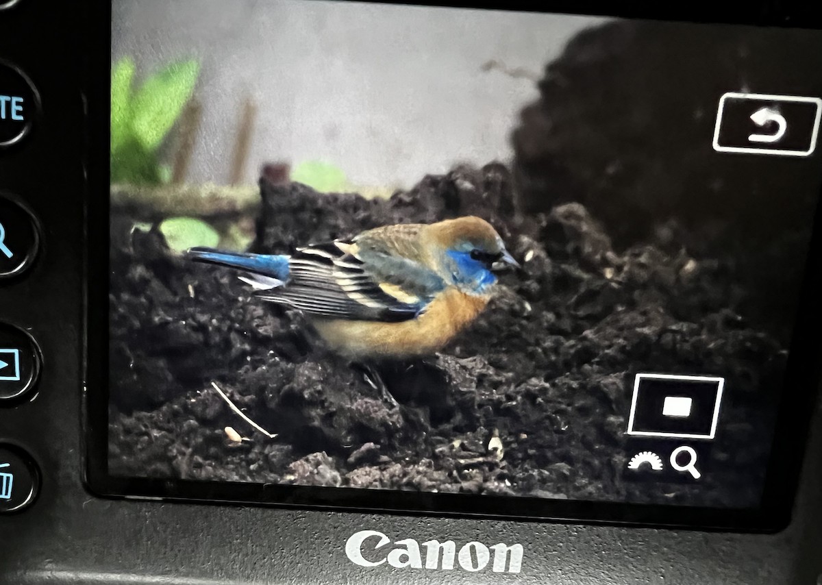 Lazuli Bunting - ML619024385