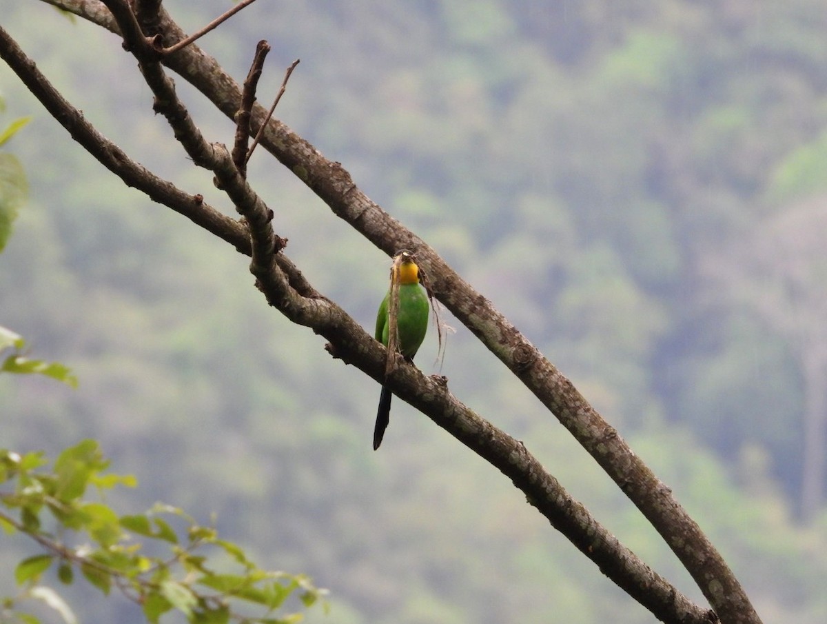 Long-tailed Broadbill - ML619024396