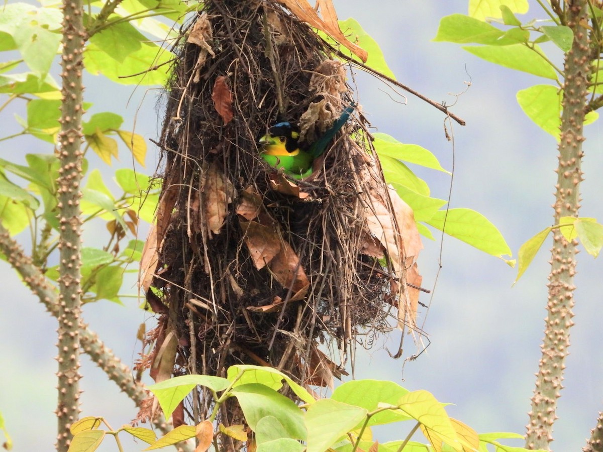 Long-tailed Broadbill - ML619024399