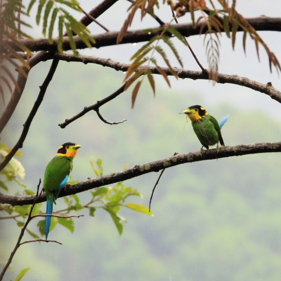 Long-tailed Broadbill - ML619024400