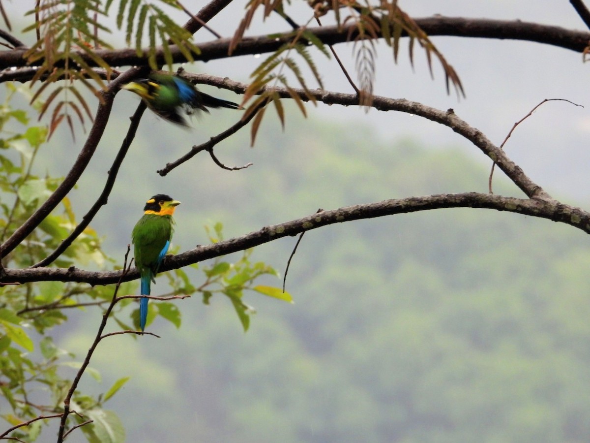 Long-tailed Broadbill - ML619024401