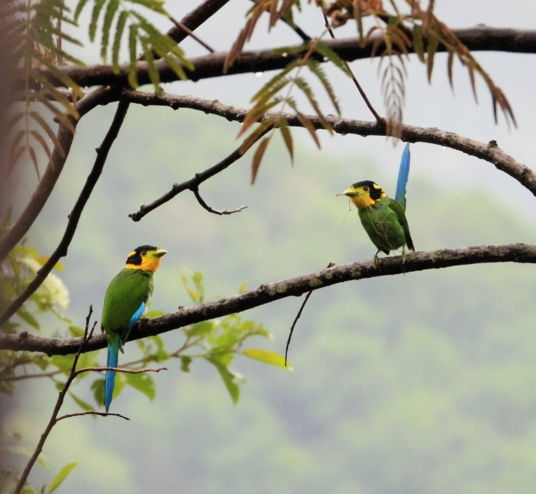 Long-tailed Broadbill - ML619024402