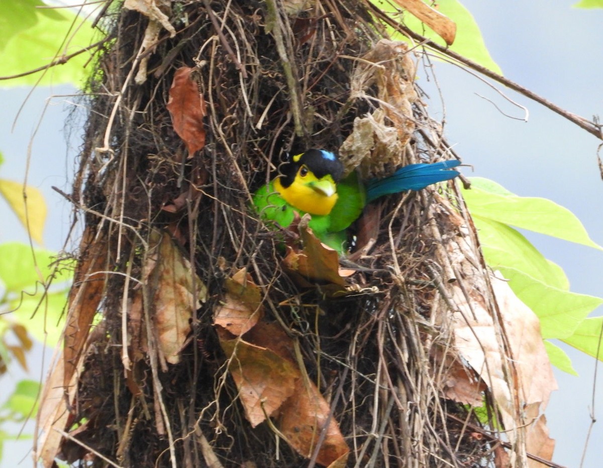 Long-tailed Broadbill - ML619024403