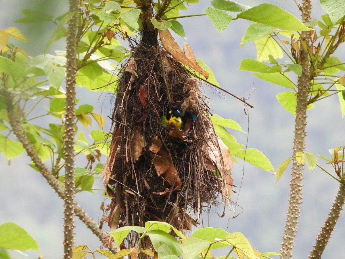 Long-tailed Broadbill - ML619024404