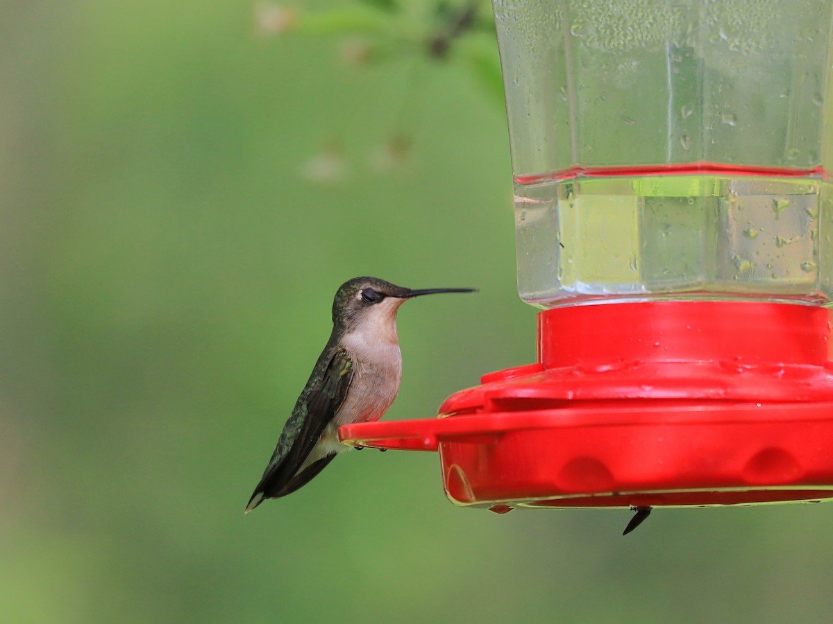 Ruby-throated Hummingbird - Nolan Kerr