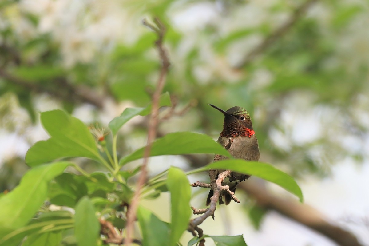 Ruby-throated Hummingbird - Nolan Kerr