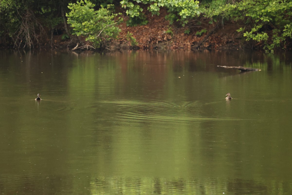 Wood Duck - Alicia Williams