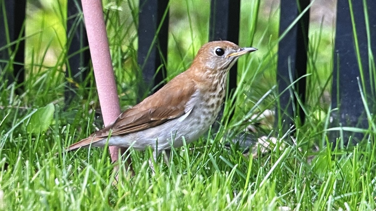 Veery - John Devroy