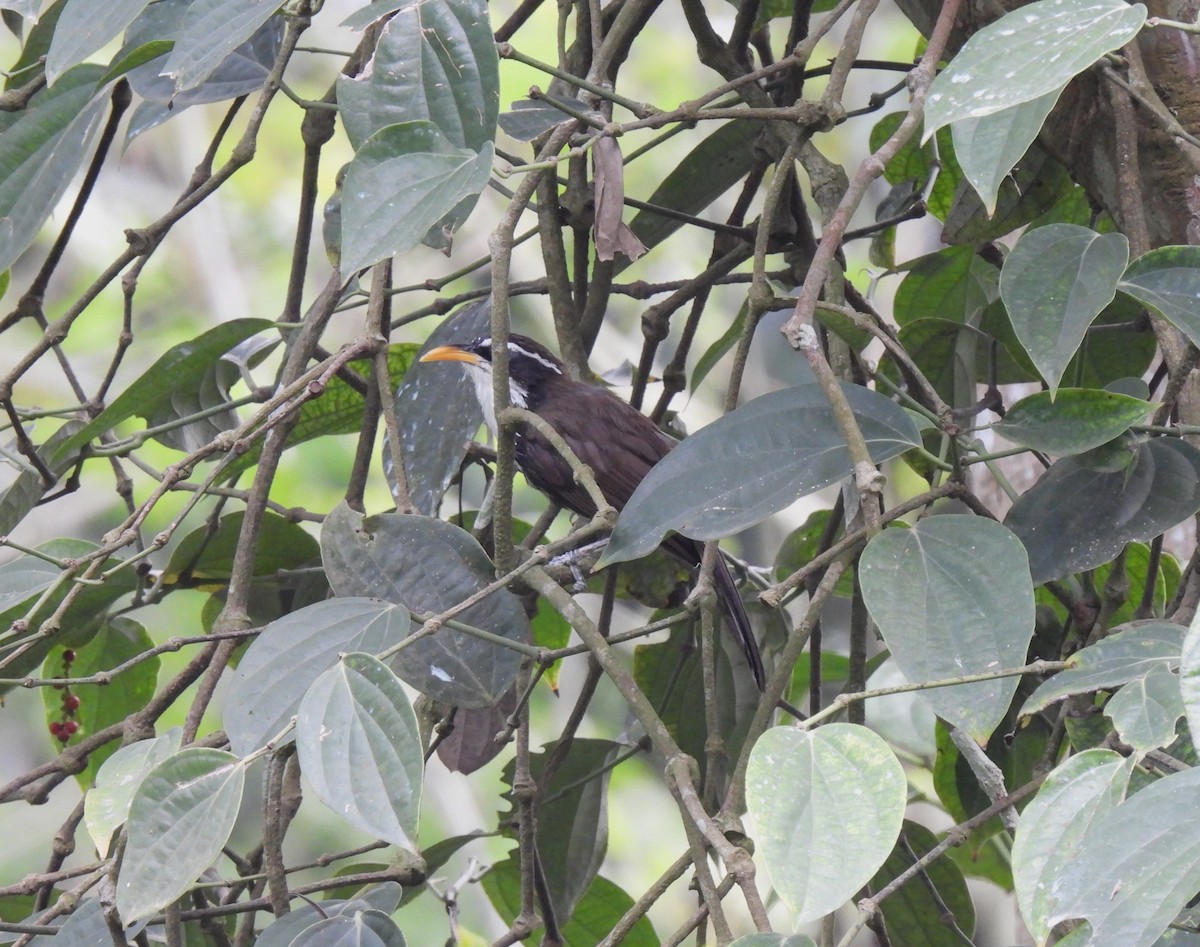 Indian Scimitar-Babbler - Sahana M