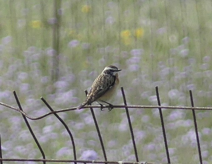 Whinchat - ML619024461