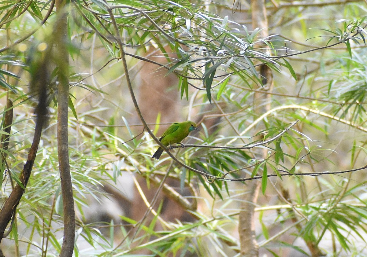 Jerdon's Leafbird - Anand Birdlife