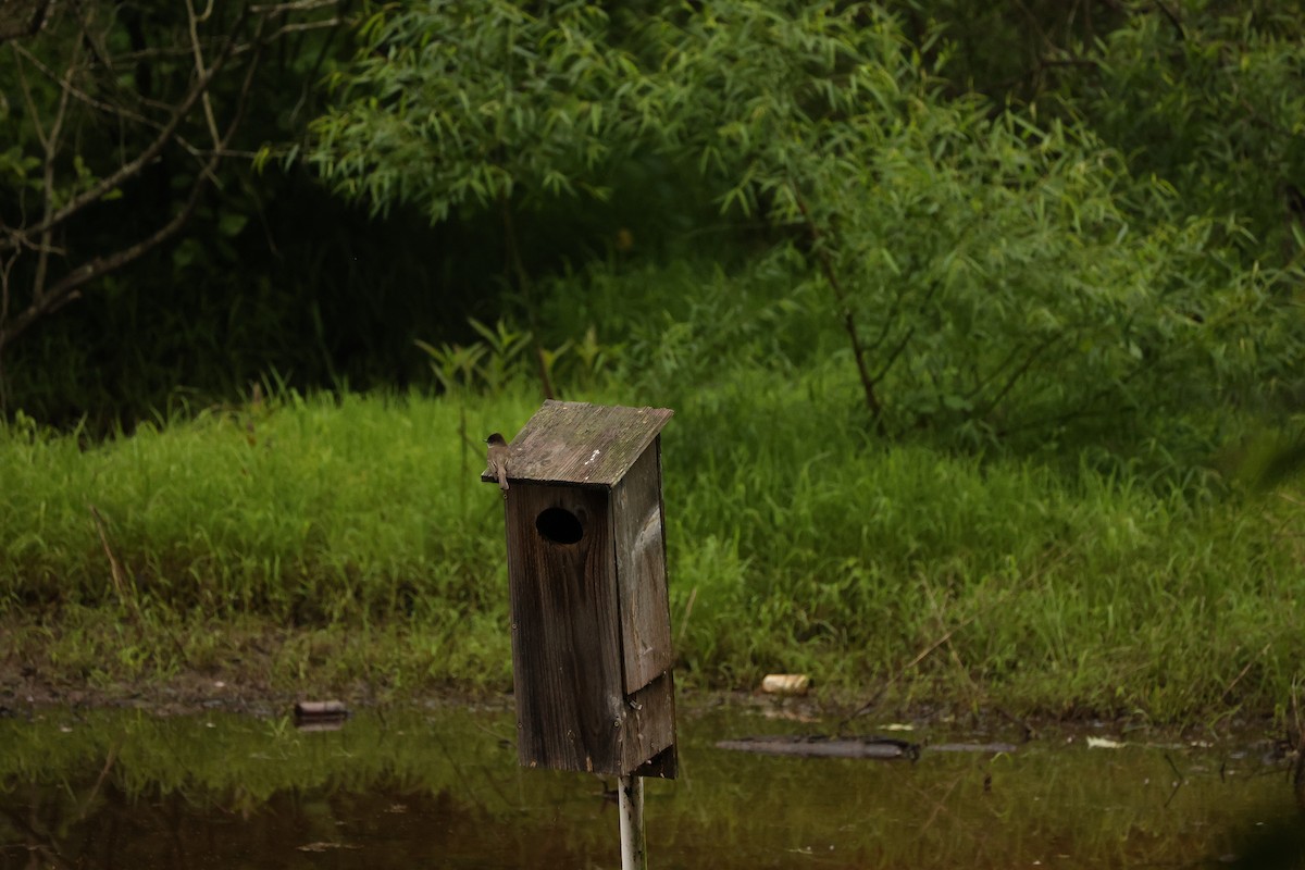 Eastern Phoebe - Alicia Williams