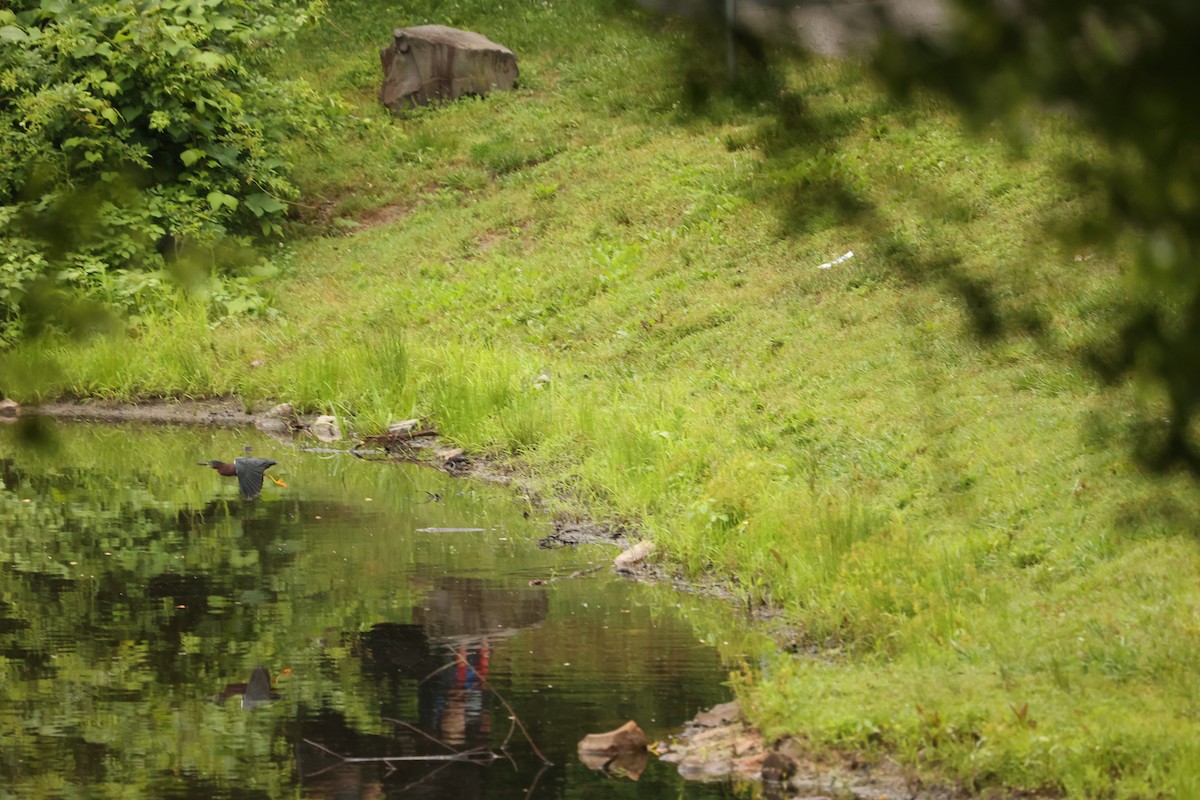 Green Heron - Alicia Williams