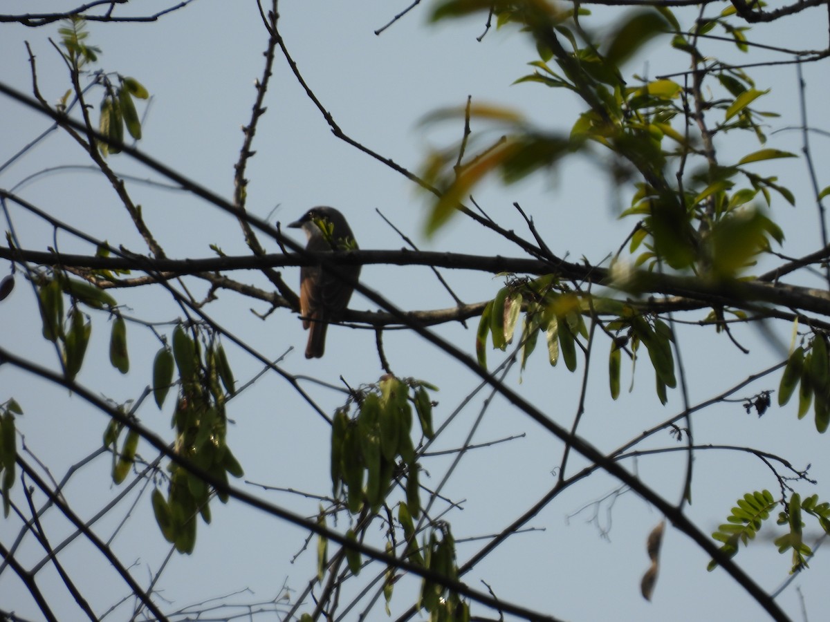 Large Woodshrike - ML619024518