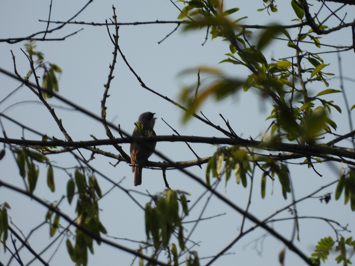 Large Woodshrike - ML619024521