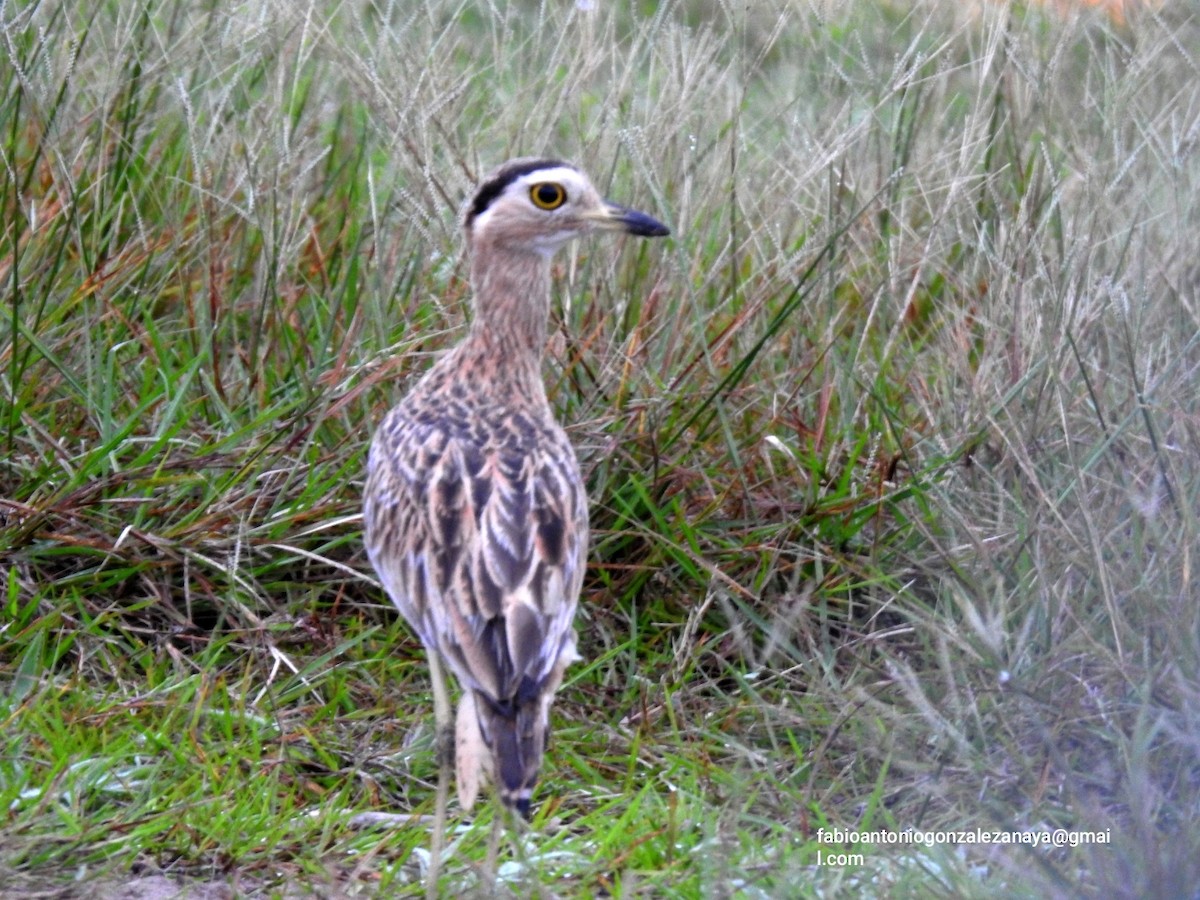 Double-striped Thick-knee - ML619024527