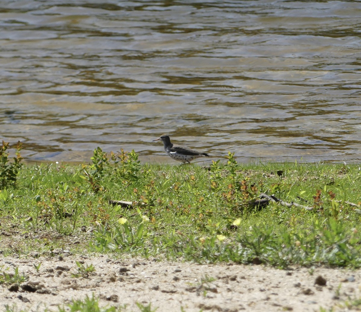 Spotted Sandpiper - Harriet Bell