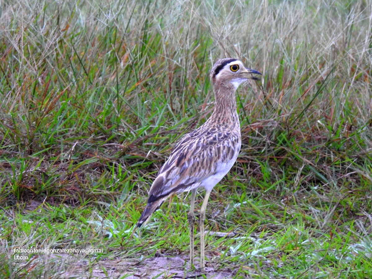 Double-striped Thick-knee - ML619024534