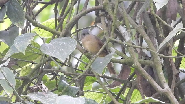 Brown-cheeked Fulvetta - ML619024538