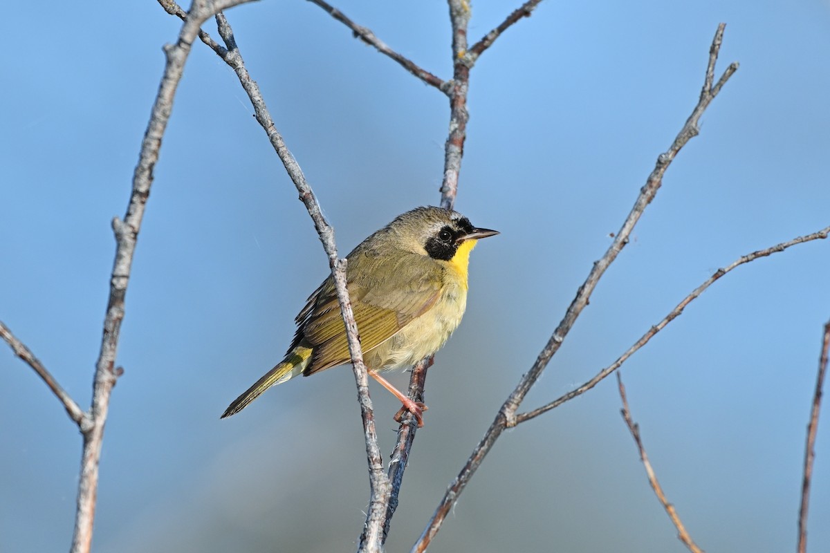 Common Yellowthroat - ML619024541