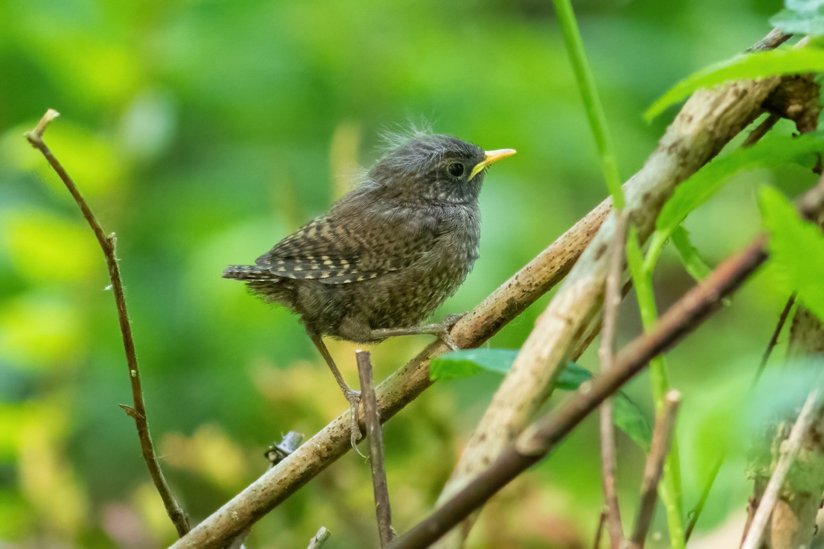 Pacific Wren - John C Sullivan