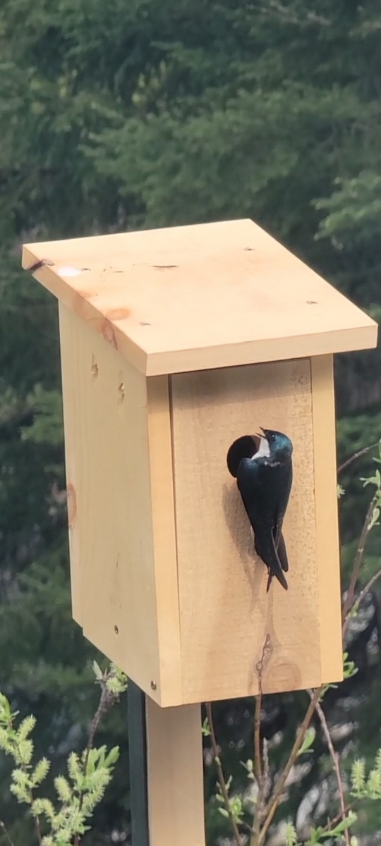 Tree Swallow - François Landry COHL