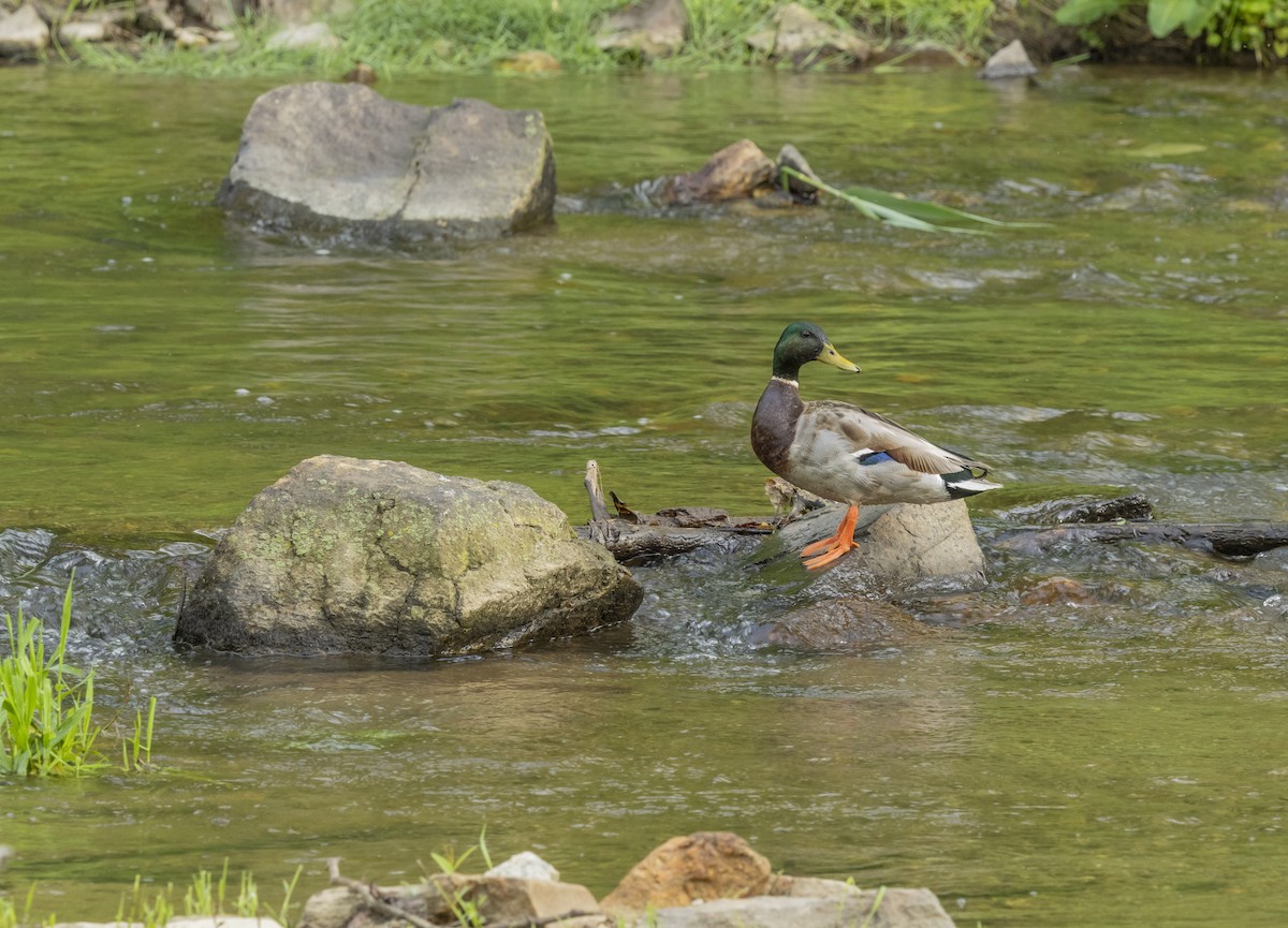 Mallard - ML619024568