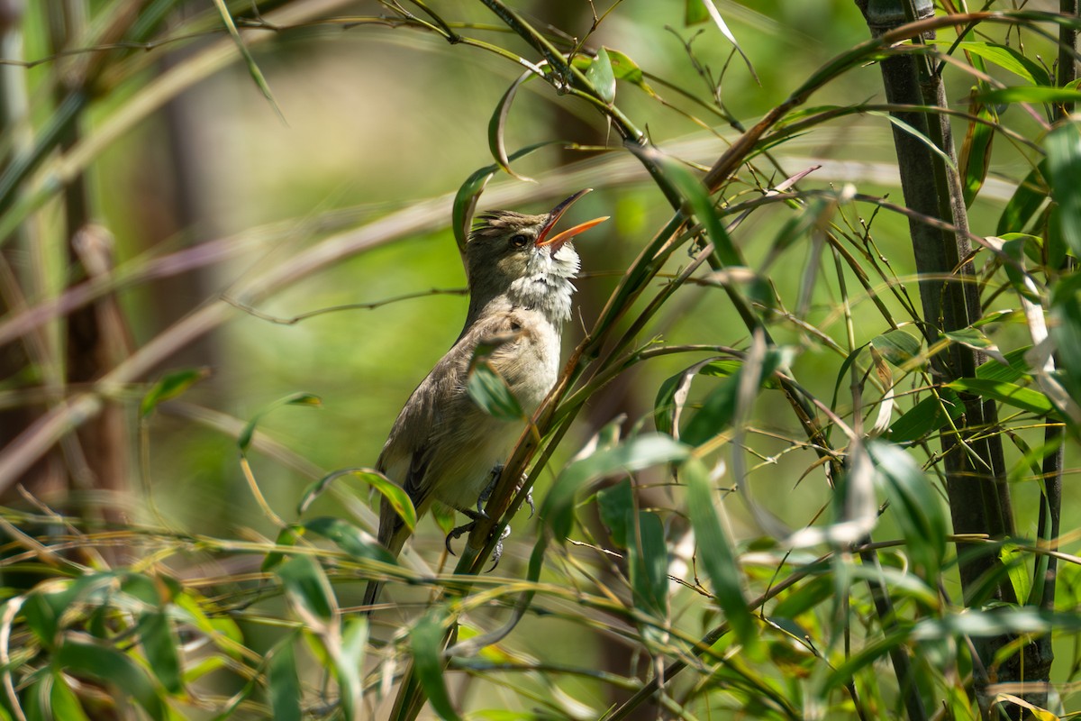 Oriental Reed Warbler - Paul Ha