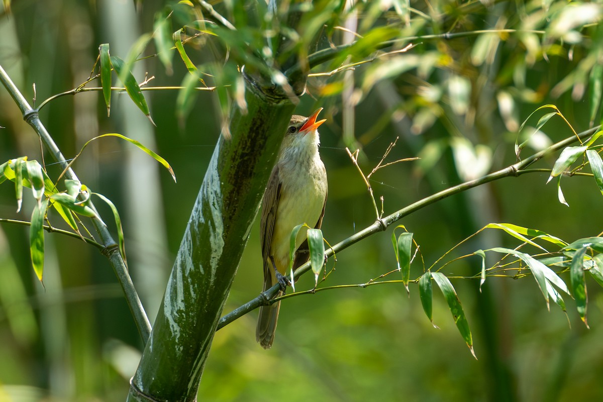 Oriental Reed Warbler - Paul Ha
