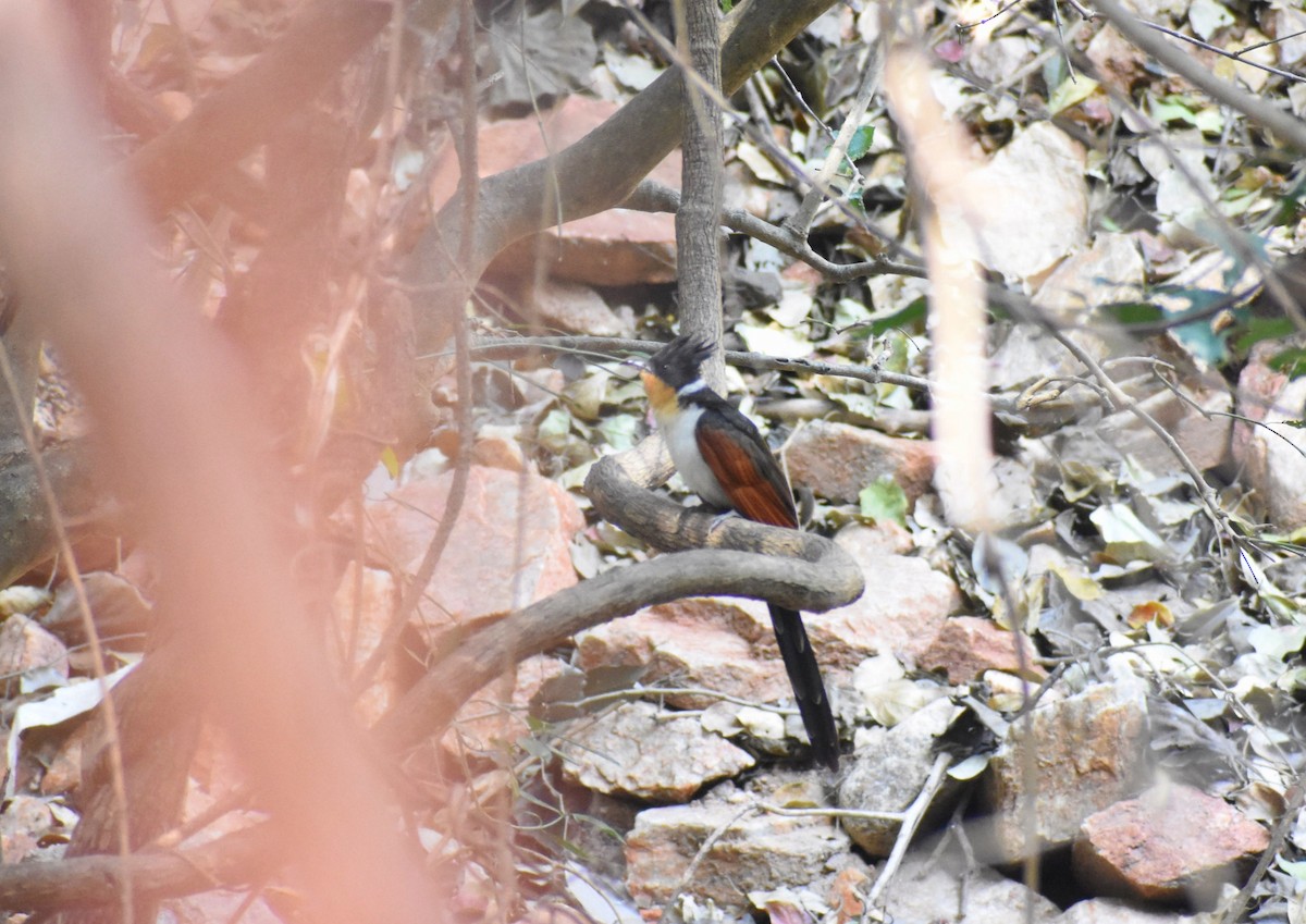 Chestnut-winged Cuckoo - ML619024605