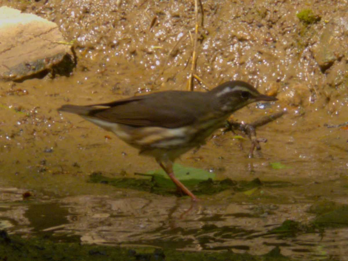 Louisiana Waterthrush - Steve Wheeler