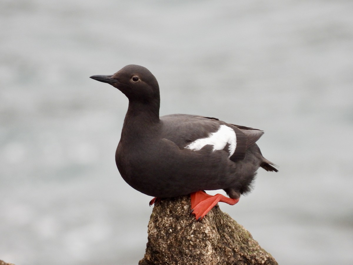 Pigeon Guillemot - Jason Talbott