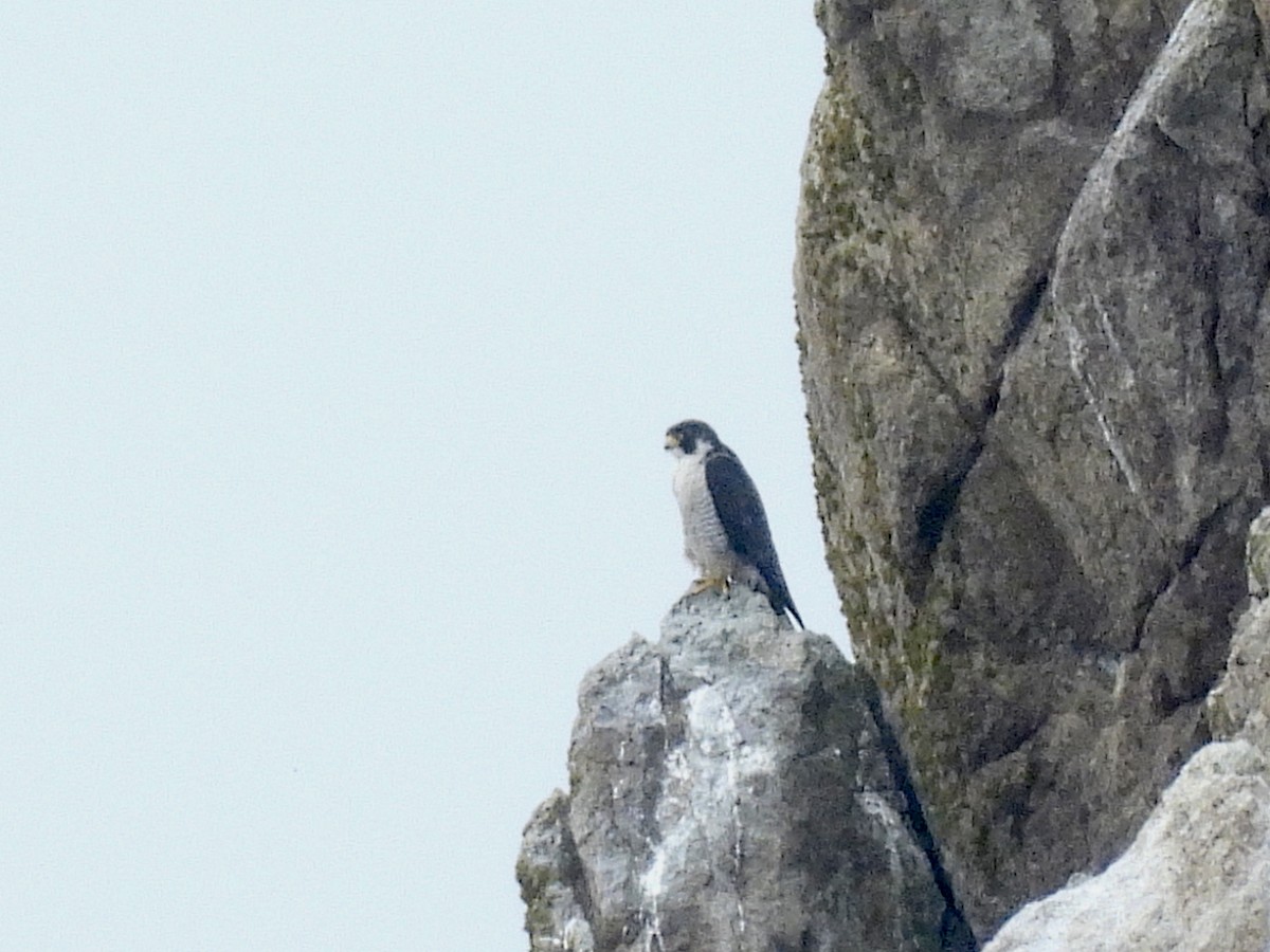 Peregrine Falcon - Jason Talbott