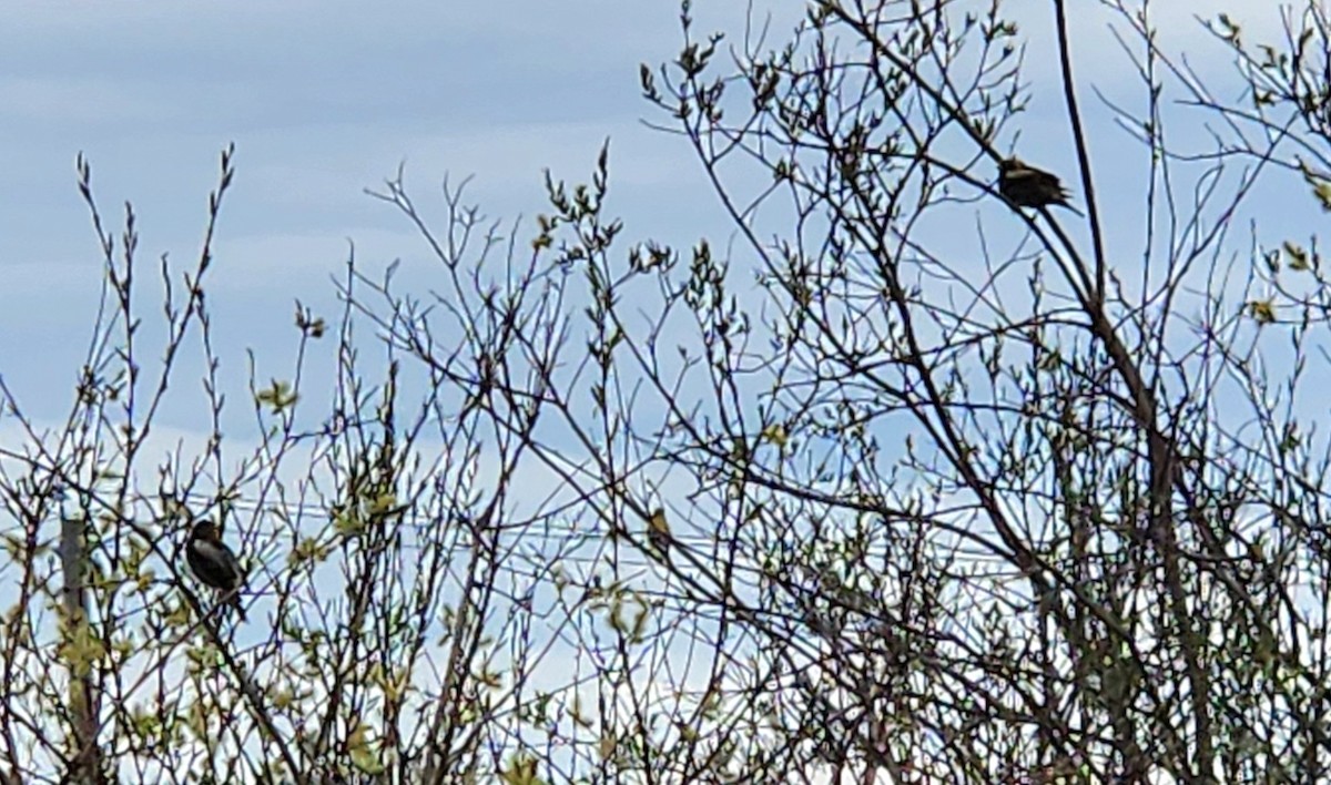 bobolink americký - ML619024625