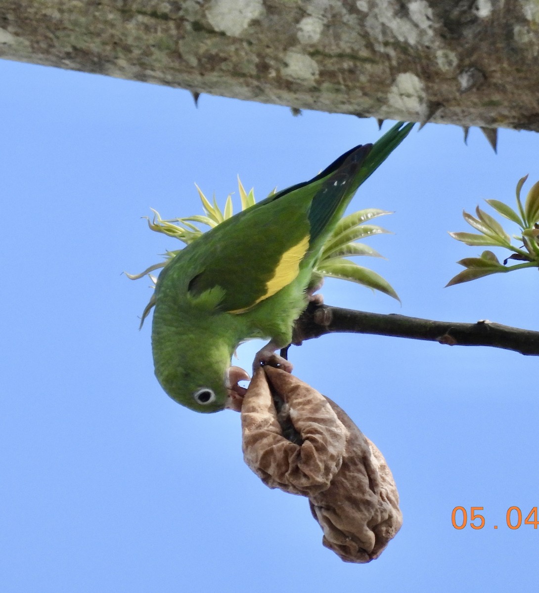 Yellow-chevroned Parakeet - Sally Hill