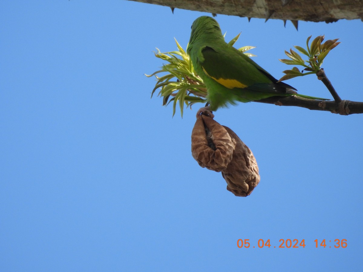 Yellow-chevroned Parakeet - Sally Hill