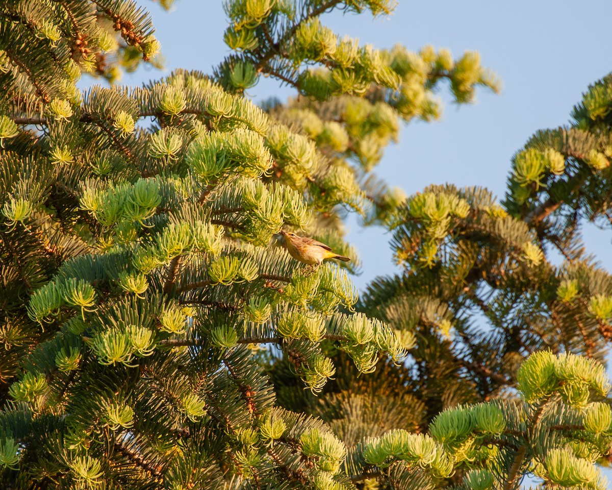 Palm Warbler - ML619024643