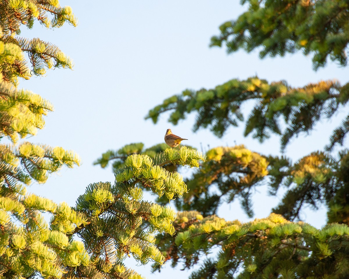 Palm Warbler - ML619024647